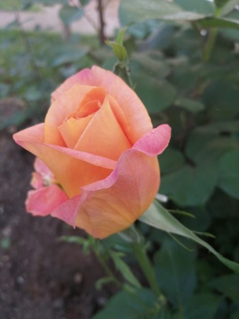  - Trandafiri 2020_2022 2023