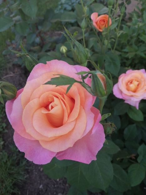  - Trandafiri 2020_2022 2023