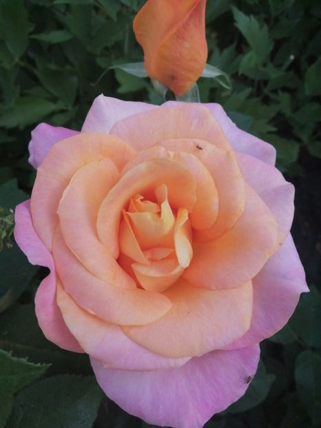  - Trandafiri 2020_2022 2023