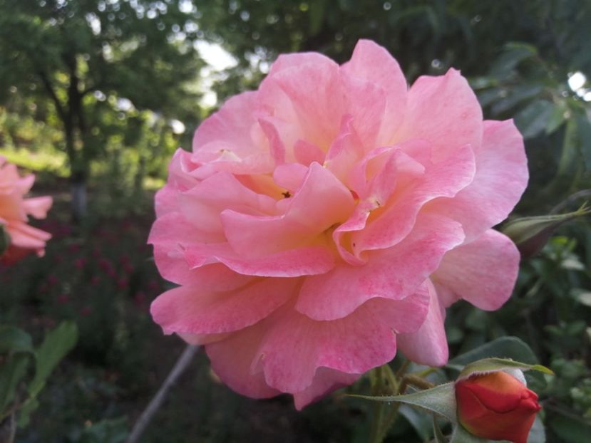  - Westerland parfumat urcator