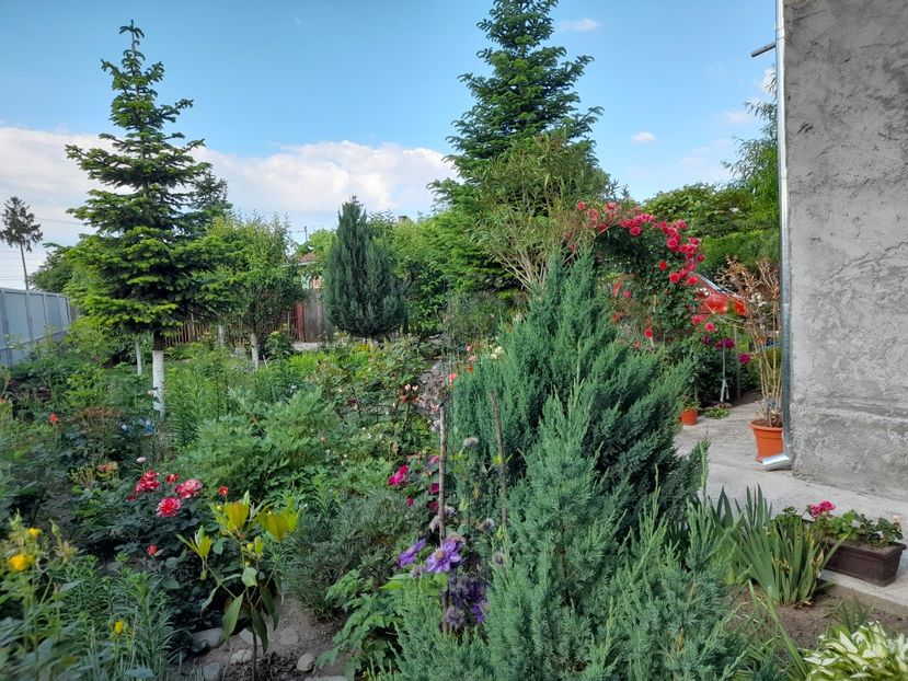  - 01 De prin curte si gradina