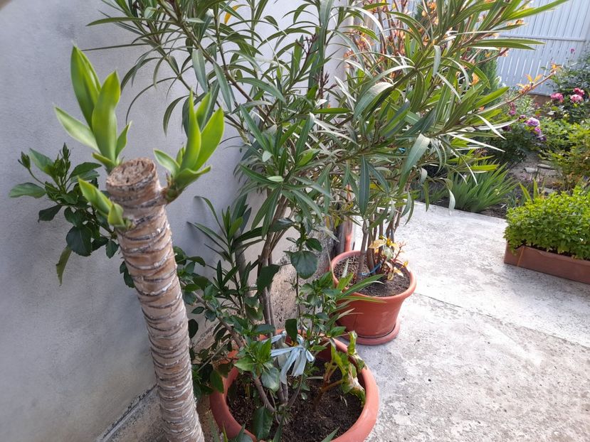  - 01 De prin curte si gradina