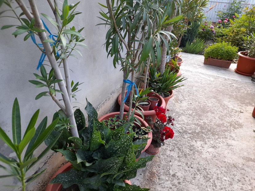  - 01 De prin curte si gradina