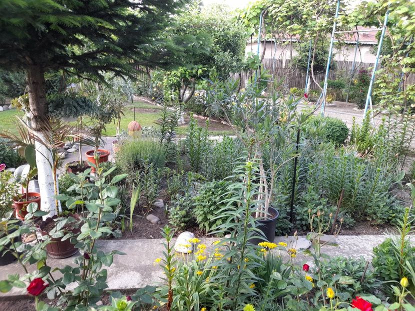  - 01 De prin curte si gradina
