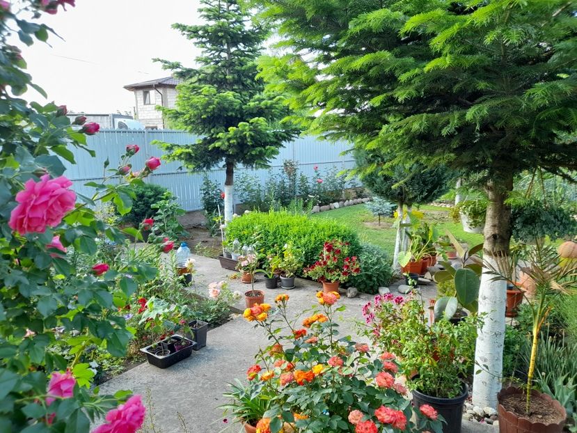  - 01 De prin curte si gradina
