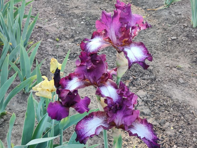 Tennison ridge - Sa - Z