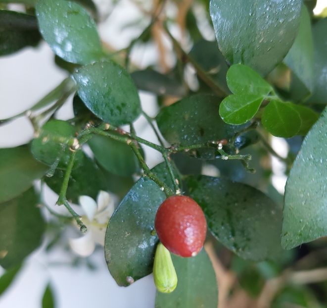 Știi tu.... - Murraya