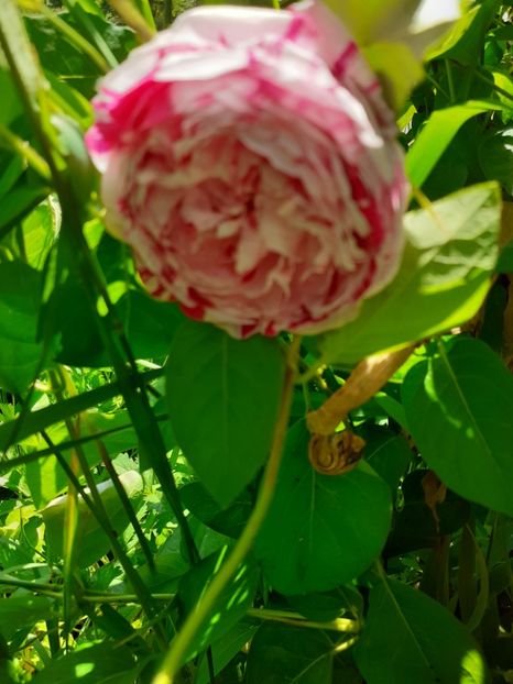  - Mai 2022 volumul 2