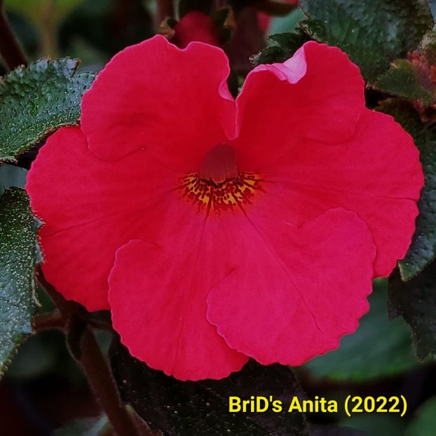2022.05.26 - Achi din semințe BriDs 2022