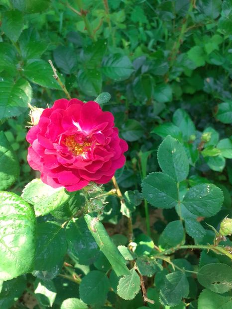  - Mai 2022 volumul 2