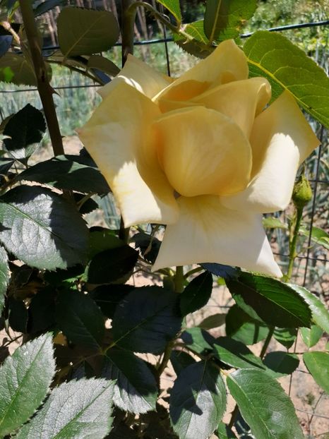  - Mai 2022 volumul 2