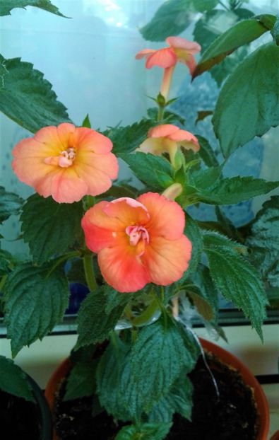  - Rizomii de achimenes plantati astazi pentru anul 2022