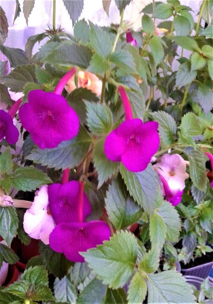  - Rizomii de achimenes plantati astazi pentru anul 2022