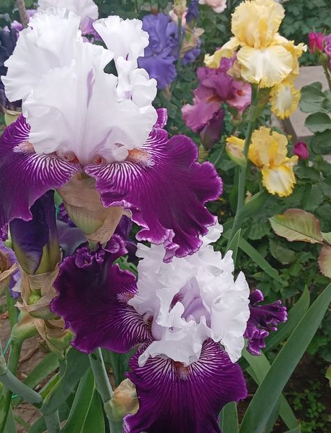  - MAI - luna lui FLORAR