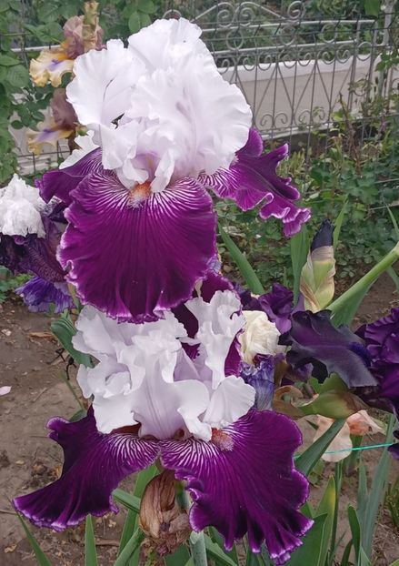  - MAI - luna lui FLORAR