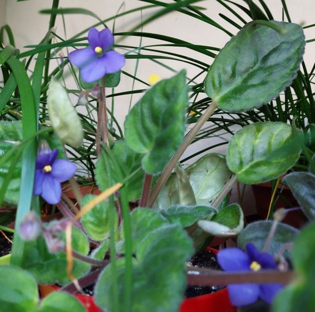  - 2022 - Violete - Oxalis - Kalanchoe