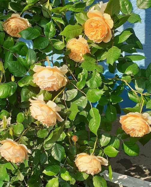  - 00 TRANDAFIRI 2022