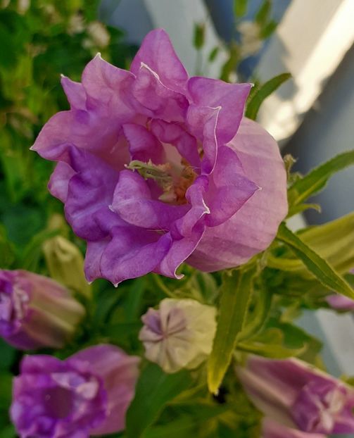  - MAI - luna lui FLORAR
