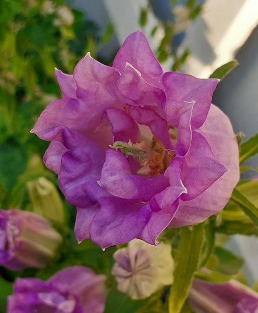  - MAI - luna lui FLORAR