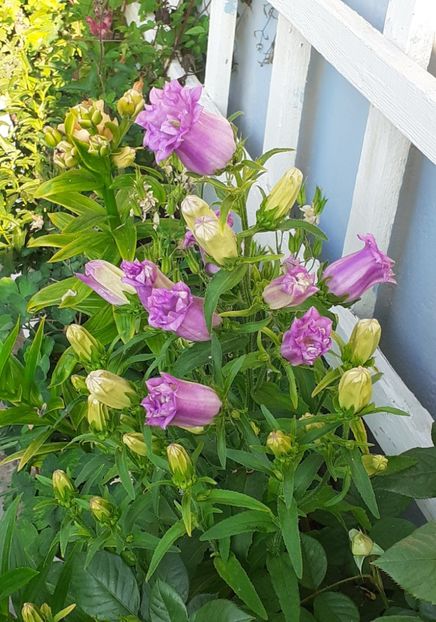  - MAI - luna lui FLORAR