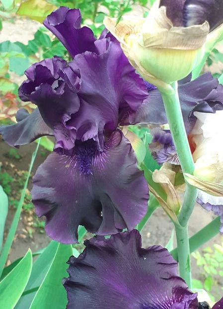  - MAI - luna lui FLORAR