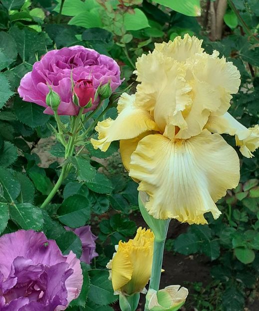  - MAI - luna lui FLORAR