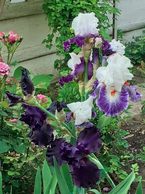  - MAI - luna lui FLORAR