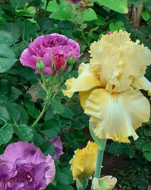  - MAI - luna lui FLORAR
