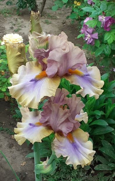  - MAI - luna lui FLORAR