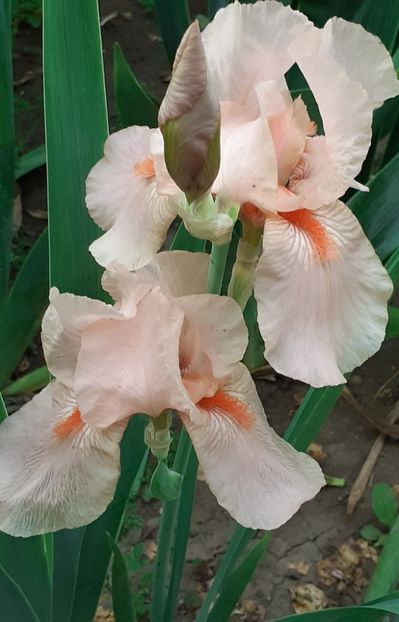  - MAI - luna lui FLORAR