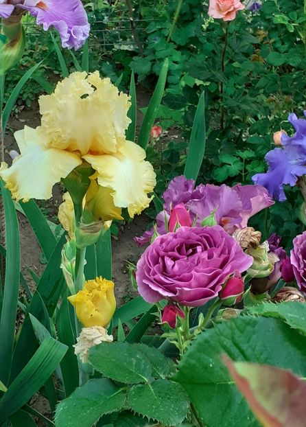  - MAI - luna lui FLORAR