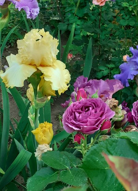  - MAI - luna lui FLORAR