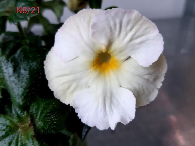 Flori de 5 cm ❤️ - X N8-21