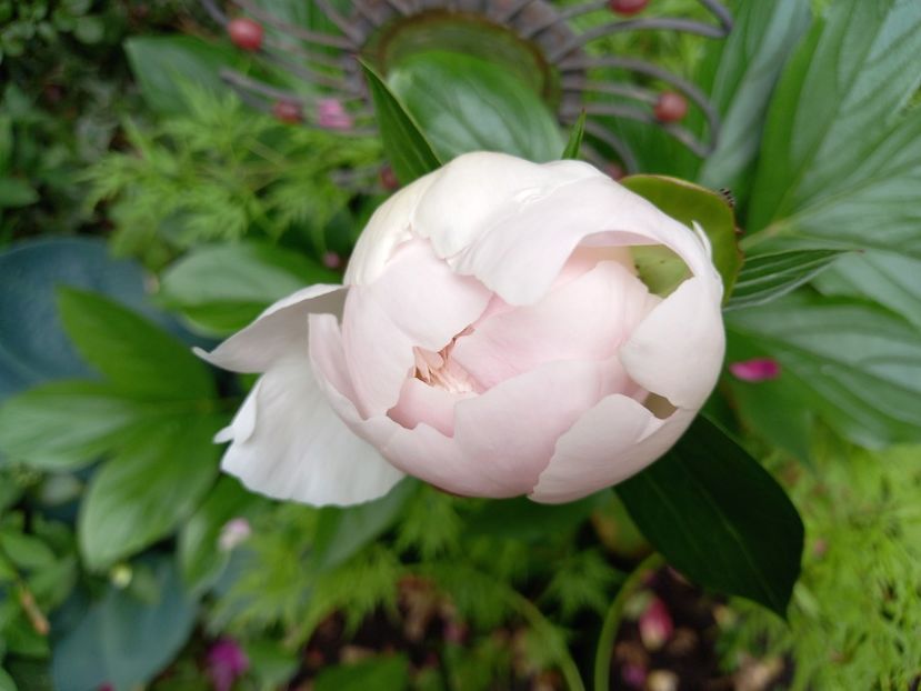 Gardenia - Bujori