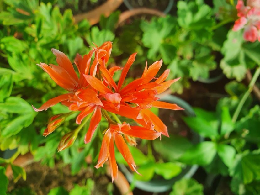 Els - A-Muscate 2022