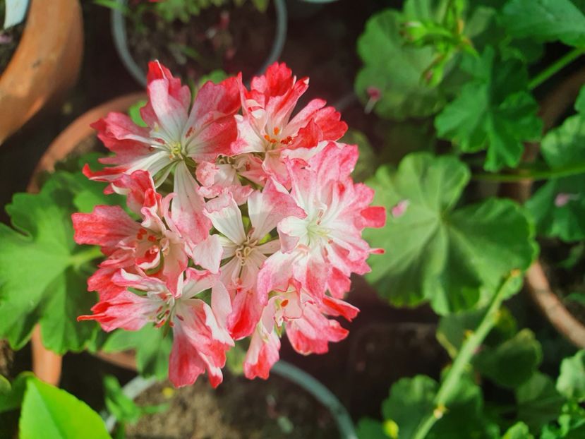 Pamela Vaughan - A-Muscate 2022