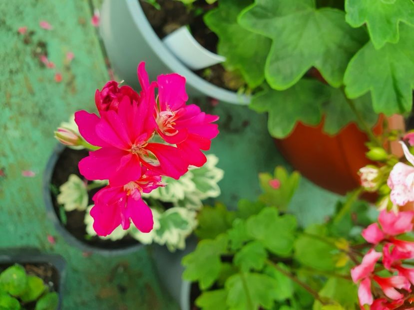 Mrs May Last - A-Muscate 2022