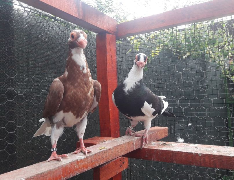 Bălțați - Contact 0770110256 Oradea