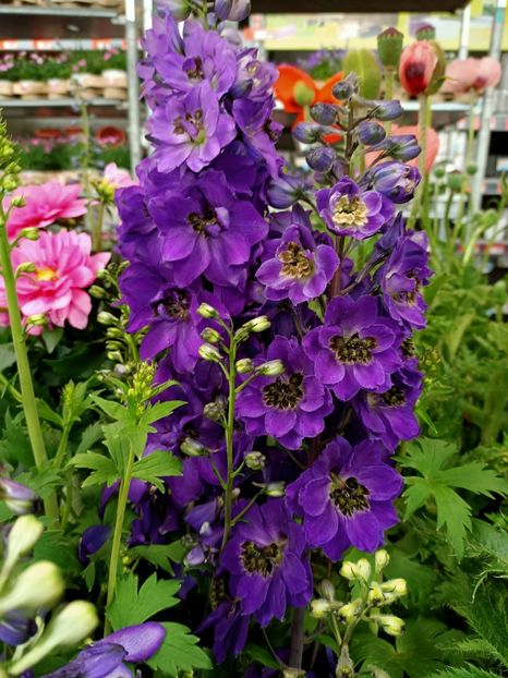 IMG20220527181456 - Magazinul