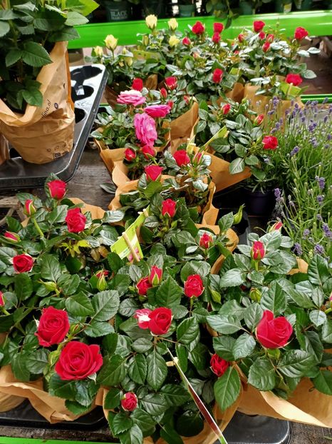 Img. 2022.05.27 - Magazinul