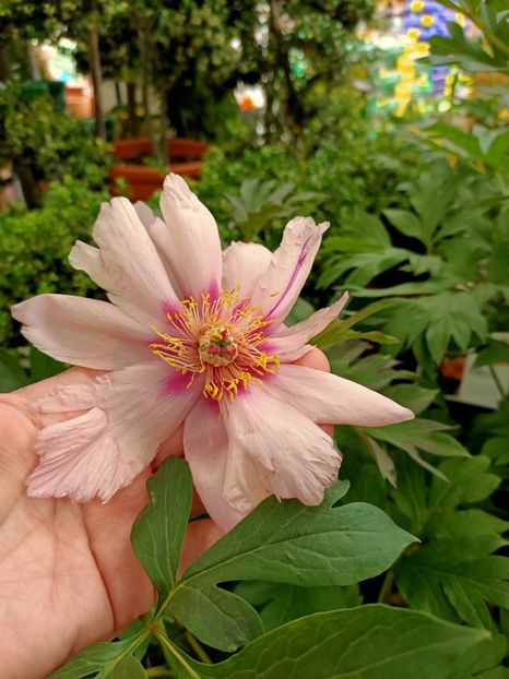 Img.2022.05.27 Bujori - Magazinul