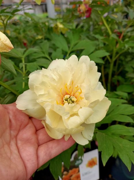 Img.2022.05.27 - Magazinul