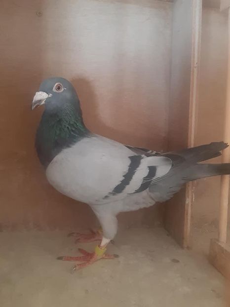 8D96AF4E-11E3-4833-B8A5-5862EE5B8294 - Caut porumbei linia nicolaescu și Ady ursuleț