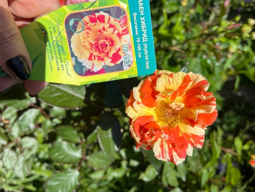 DE34A0F7-01CE-472E-97FE-BDBE673DFA2C - Trandafiri 2022