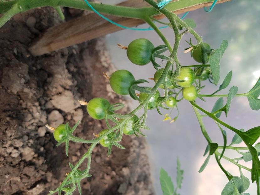 Ema de buzau - Tomate 2022 soiuri si hibrizi
