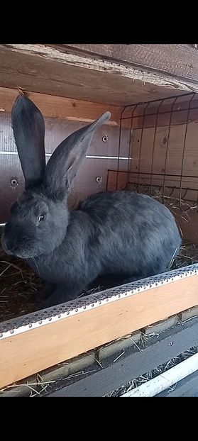 Screenshot_20220430_105822_com.huawei.himovie.overseas - Urias German Albastru