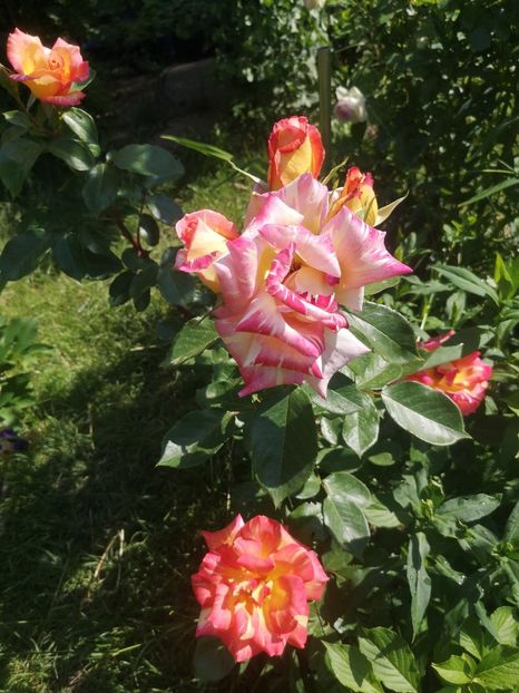 Alfred Sisley - Trandafiri 2022