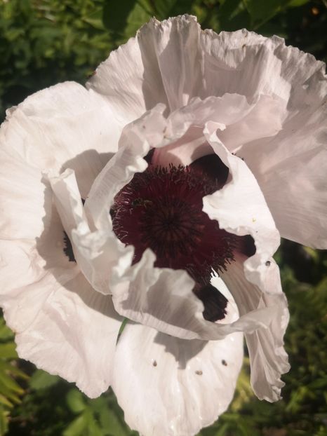 mac peren - Gradina flori 2025