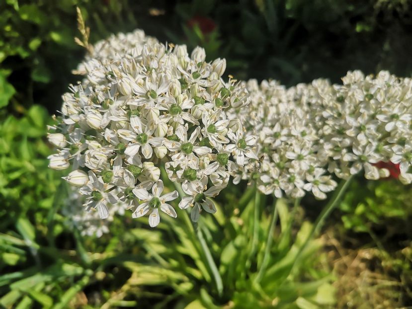  - Gradina flori 2025