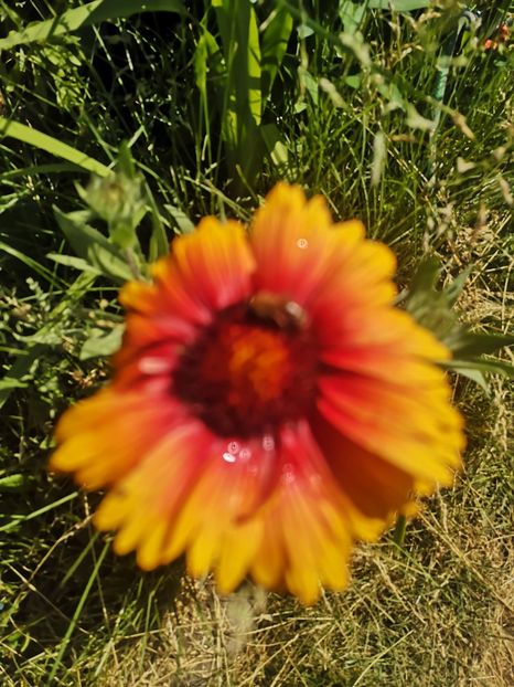  - Gradina flori 2025